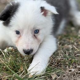 Callie - White and blue female Border Collie puppy in Washburn, Missouri from BS Farms