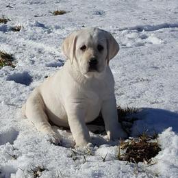 Boy 1 - Yellow male Labrador Retriever puppy in Worland, Wyoming from Wind River Labrador’s