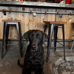 Labrador Retriever All Grown Up from Prairie State Labs