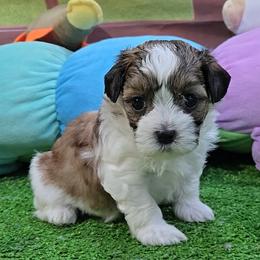 Liam - Brindle and white male Mal-Shi puppy in Aurora, Missouri from KnJ Precious Paws LLC
