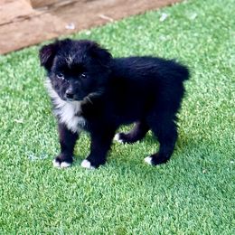 Black bi female - Black tri female Miniature Australian Shepherd puppy in Lemon Cove, California from Magic Ranch Mini Aussies