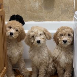 Boy 5 - Apricot Poodle puppy in New York from Honeycutt Akc Standard Poodles