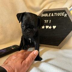 Boy 1 - Black male Pug puppy in Norborne, Missouri from Pug Palace
