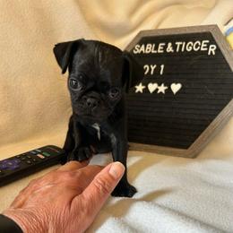 Boy 1 - Black male Pug puppy in Norborne, Missouri from Pug Palace