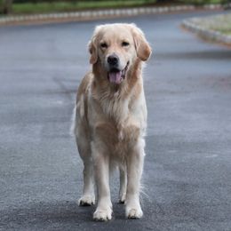 Kaze - Golden Retriever
