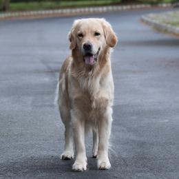 Kaze - Golden Retriever