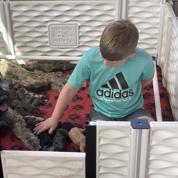 Goldendoodle Puppies from DM Hilltop FURfamily