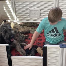 Goldendoodle Puppies from DM Hilltop FURfamily