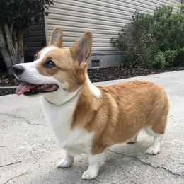 Astrid - Pembroke Welsh Corgi