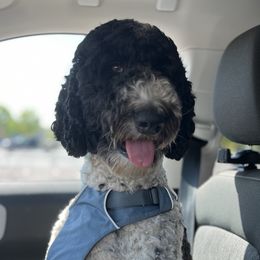 Ellie - Goldendoodle