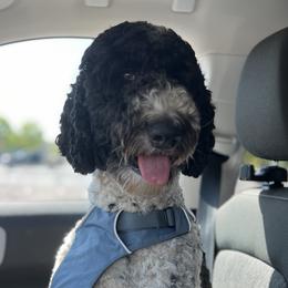 Ellie - Goldendoodle