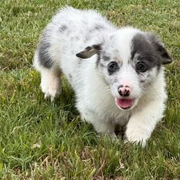 Luke - Blue merle and white male American Corgi puppy in Hico, Texas from Chisholm Trail Kennels