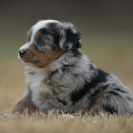 Marty - Blue merle male Miniature Australian Shepherd puppy in Hartman, Arkansas from Southern Edition Aussies