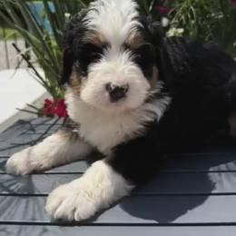 Bernedoodle, Bernese Mountain Dog, and Poodle Puppies from Bubbling Springs Doodles, LLC