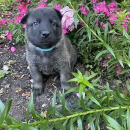 German Shepherd Puppies from Scenic City Shepherds