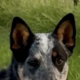 Australian Cattle Dog Puppies from Camira Ranch Australian Cattle Dogs