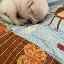 Golden Retriever Puppies from English Cream Goldens in Georgia