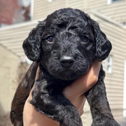 Smoky - Sable male Goldendoodle puppy in Philadelphia, Pennsylvania from Jah’s Retrievers