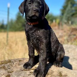 Labrador Retriever Puppies from Corner Crest Labs