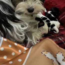 Biewer Terrier and Yorkshire Terrier Puppies from York Town California