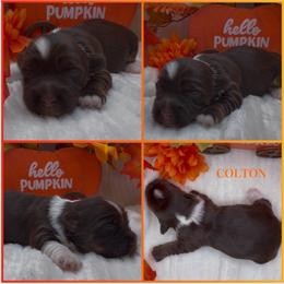 Colton - AKC - Chocolate male Havanese puppy in Verden, Oklahoma from Holcombs Puppy Ranch