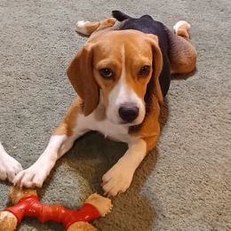 Deva - Beagle