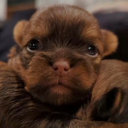 Cadbury - Chocolate and tan male Yorkshire Terrier puppy in Idaho from Little Rascal Ranch