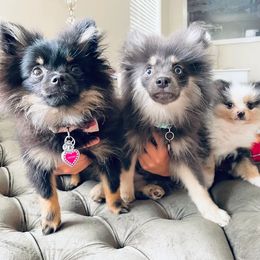 Pomeranians from Plush Pomeranians