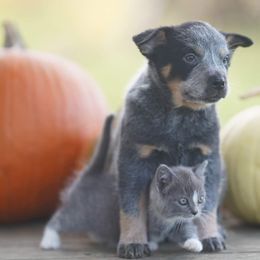 Australian Cattle Dog and Collie Puppies from Blackberry Hills