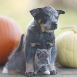 Australian Cattle Dog and Collie Puppies from Blackberry Hills