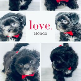 Shih Tzu Puppies from Mytpups