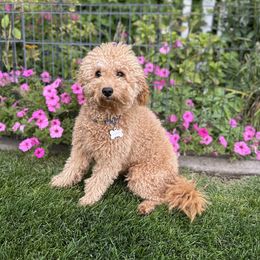 Gigi - Goldendoodle