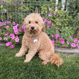 Gigi - Goldendoodle