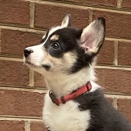 Girl 5 - Pembroke Welsh Corgi puppy in Farnham, Virginia from Polly’s Farm