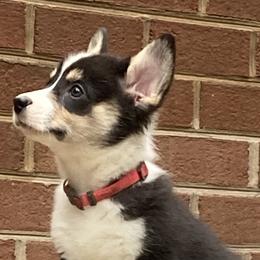 Girl 5 - Pembroke Welsh Corgi puppy in Farnham, Virginia from Polly’s Farm