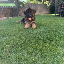 AKC Green Girl - Black and red female German Shepherd puppy in Bakersfield, California from Aguirre Farm