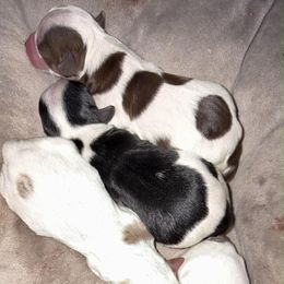 Crumpet chocolate parti - Parti male Yorkshire Terrier puppy in Lamar, Missouri from Carney Kennels