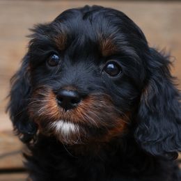 Aussiedoodles from Blue Diamond Puppies