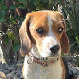 Daisy - Beagle