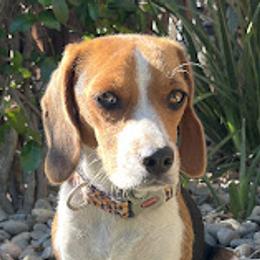 Daisy - Beagle