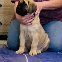Mastiff Puppies from Cabezon Mastiffs