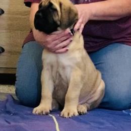 Mastiff Puppies from Cabezon Mastiffs