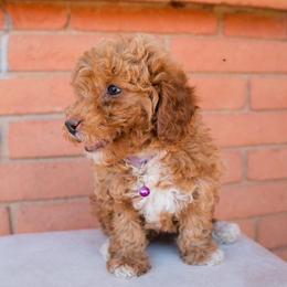 Aussiedoodle and Goldendoodle Puppies from Ever After Doodles Arizona