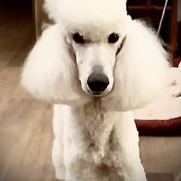 Poodle Puppies from Acqua Standard Poodles