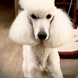 Poodle Puppies from Acqua Standard Poodles