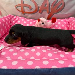 Carol - Black and tan female Dachshund puppy in Irving, Texas from DFW Dachshunds by G & S