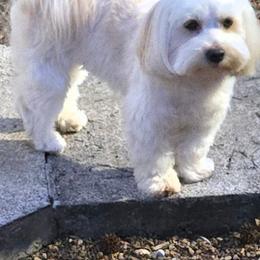 River - Havanese