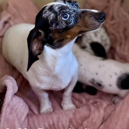 Phoebe - Dachshund