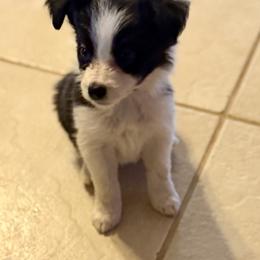 Conjure - Black and white female Border Collie puppy in Benson, Arizona from Twisted Acres Border Collies and Mudi