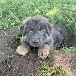Ocean - Blue male German Shepherd puppy in Watervliet, Michigan from M&M Shepherd Farms